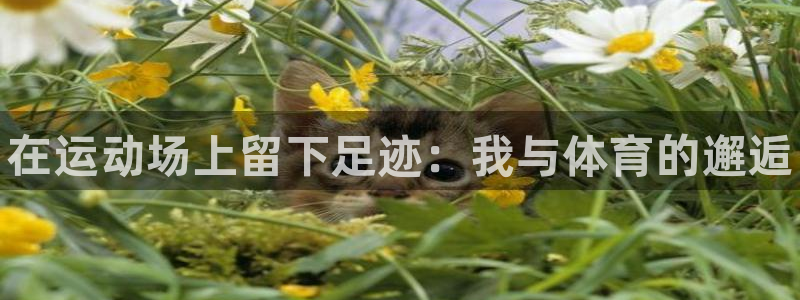 德国MK体育官方正版app集团：在运动场上留下足迹：我与体育